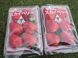 いちご 【山川いちご園】 スカイベリー 540g 12～18粒（大玉6～8粒×2パック) 栃木県 苺 イチゴ 《1/上旬より出荷》