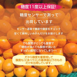 みかん 【とまハウス】 有田みかん 家庭用 訳あり 5kg 糖度11度以上 酸度0.85以下 約50玉 +補償分300g 和歌山県 蜜柑 ミカン 柑橘 《1/上旬～1/中旬の出荷》
