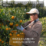 みかん 【みかんの館】 有田みかん ブランド産地 田村地区産 ちびみかん ミニミニ ぷちすぃーと 7㎏ S以下 和歌山県 蜜柑 ミカン 柑橘 《12/中旬～12/下旬より出荷》