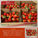 いちご 夏いちご  業務用 雷峰 すずあかね バラ小 6720g (280g×4P)×6箱 訳あり B品  小さめ 福島 飯館 ケーキ お菓子作り イチゴ 苺 夏