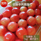 さくらんぼ 【佐藤幸男農園】 佐藤錦 2L 1kg 置き並べ 贈答用 プレゼント 福島県 《6/中旬～6/下旬の出荷》