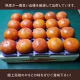 柿 甘柿 【成田柿園】 やさとの柿 富有柿等  3.5kg S 20個 茨城県石岡市 《11/下旬～12/上旬より出荷》