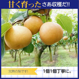 梨 【羽田梨園】 萱場の梨 5kg Lサイズ以上 10～14玉 贈答用 福島県 福島市《8/下旬〜9/上旬より出荷》