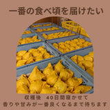 洋梨 【佐藤果樹園】 洋なし ル・レクチェ 2kg 5～7玉 訳あり ご家庭用 新潟県 ルレクチェ 《11/下旬～12/上旬より出荷》
