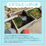ぶどう 【ﾌﾙｰﾂﾌｧｰﾑいしくら】 葡萄 クイーンニーナ 4～6房 2.8kg 高糖度 山梨県笛吹市 《8月17日頃～8月下旬より出荷》
