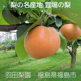 梨 【羽田梨園】 萱場の梨 5kg Lサイズ以上 10～14玉 贈答用 福島県 福島市《8/下旬〜9/上旬より出荷》