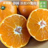 みかん 【昇果園】 青島みかん M~L 10kg 約80～100個 家庭用 静岡県 浜松市 蜜柑 ミカン 《1/中旬～1/下旬より出荷開始》
