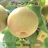 梨 【グリーンファーム】 萱場梨 ５kg ２Lサイズ以上　8～11玉 贈答用 福島県 福島市 和梨 《8/下旬～9/上旬より出荷》