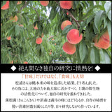 桃 【伊達 松浦農園】 硬い もも 2kg 5～7個 福島県 伊達市 《7/下旬～8/上旬出荷》