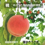 桃 【種まきうさぎ】 あかつき まどか 川中島等 3kg 7～12個 福島県 伊達市 贈答用  プレゼント もも 福島の桃 《7/下旬～8/上旬より出荷》