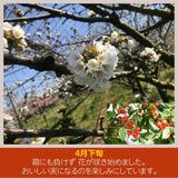 さくらんぼ 【佐藤幸男農園】 佐藤錦 2L 1kg 置き並べ 贈答用 プレゼント 福島県 《6/中旬～6/下旬の出荷》