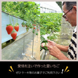 いちご 夏いちご  雷峰 2000g ミニ S （500g 42×2P 84個)×4箱 秀 福島 飯館 ケーキ お菓子作り イチゴ 苺 夏 業務用