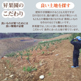 みかん 【昇果園】 S~M 5kg 約50～65個 家庭用 静岡県 浜松市 蜜柑 ミカン 《10/中旬～10/下旬より出荷開始》