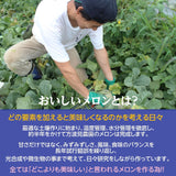 メロン 【方波見農園】 むつみレッド イバラキング クインシー  タカミ タカミレッド どれか1種 3L以上 2玉 2.4~3.6kg 糖度16度以上 贈答用 茨城県鉾田市 母の日 父の日 《5/上旬～5/中旬より出荷》
