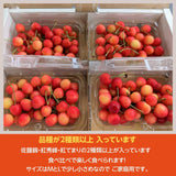 さくらんぼ 【四喜彩】 佐藤錦 紅秀峰 紅てまり その他 2種類以上 800g（200g×4） 家庭用 M/L 山形県 東根市