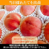 桃 【遠藤農園】 もも 3.5kg 大玉9～12個 贈答 品種色々 福島県 《7/下旬～8/上旬から出荷》