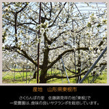さくらんぼ 【一愛農園】 紅秀峰 500g 秀 2L 贈答 山形県東根市 《6/下旬～7/上旬の出荷》