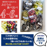 ぶどう 【大山果樹園】 葡萄 詰め合わせ ぶどう三昧セット（ シャインマスカット 入り） ４～６種類 約2kg 山形県 フルーツ 果物 《9/中旬～9/下旬より出荷》 敬老の日