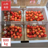 さくらんぼ 【四喜彩】 佐藤錦 紅秀峰 紅てまり その他 2種類以上 800g（200g×4） 家庭用 M/L 山形県 東根市