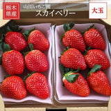 いちご 【山川いちご園】 スカイベリー 1080g 24～36粒（大玉6～8粒×2P)×２箱 栃木県 苺 イチゴ 《1/上旬より出荷》