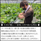 いちご 夏いちご  雷峰 2000g ミニ S （500g 42×2P 84個)×4箱 秀 福島 飯館 ケーキ お菓子作り イチゴ 苺 夏 業務用