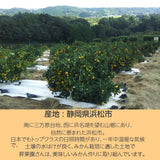 みかん 【昇果園】 S~M 5kg 約50～65個 家庭用 静岡県 浜松市 蜜柑 ミカン 《10/中旬～10/下旬より出荷開始》
