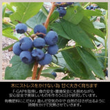 ブルーベリー 【三春インターブルーベリー園】 冷凍ブルーベリー 中粒以上 3kg(1kg×3箱) 国産 福島県 三春町 冷凍 フルーツ 果物《7/中旬より出荷》