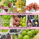 ぶどう 【土屋農園】 葡萄 詰め合わせ 約2kg 3～4房 シャインマスカット入り 3種類 贈答用 山形県 高畠 《9/中旬～9/下旬より出荷》 フルーツ 果物