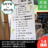 ブルーベリー 【三春インターブルーベリー園】 ブルーベリーソース 200g×3 パウダー25ｇ 朝採出荷 福島県三春町 国産 御中元 御歳暮