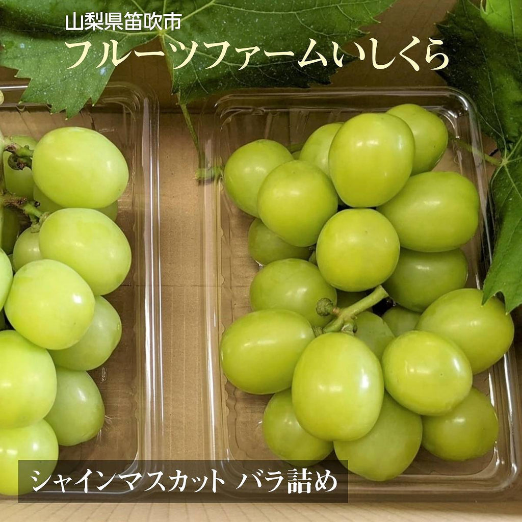 ぶどう 【ﾌﾙｰﾂﾌｧｰﾑいしくら】 葡萄 シャインマスカット 1kg バラ 500gパック×２ 高糖度 山梨県 ご家庭用 《8/10日頃～8/中旬からの出荷》