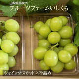 ぶどう 【ﾌﾙｰﾂﾌｧｰﾑいしくら】 葡萄 シャインマスカット 1kg バラ 500gパック×２ 高糖度 山梨県 ご家庭用 《8/10日頃～8/中旬からの出荷》