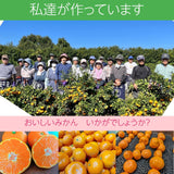 みかん 【みかん屋かみん】 4kg S～Mサイズ 約33～40玉 贈答用 静岡県浜松市 《11/上旬～中旬より出荷》
