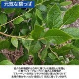 ブルーベリー 【三春インターブルーベリー園】 冷凍ブルーベリー 中粒以上 3kg(1kg×3箱) 国産 福島県 三春町 冷凍 フルーツ 果物《7/中旬より出荷》