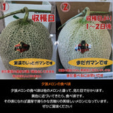 メロン 【阿部商店】 夕張メロン 贈答用 共撰 良品以上 1玉 1.2～1.5kg  お中元 御中元 プレゼント ギフト 北海道 《7/上旬～7/中旬出荷》