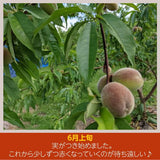 桃 【佐藤果樹園】 品種色々 5kg 13～18個 福島県須賀川市 福島の桃 福島 もも 贈答 プレゼント 《7/上旬～7/中旬より出荷》