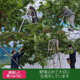 さくらんぼ 【鈴木農園】 紅秀峰 1kg L～２L 贈答 山形県東根市 お中元 御中元《6/中旬～6/下旬の出荷》