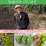 ぶどう 【ﾌﾙｰﾂﾌｧｰﾑいしくら】 葡萄 クイーンニーナ 3～4房 1.8kg 高糖度 山梨県 《8/17日頃～8/下旬より出荷》