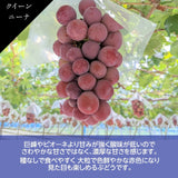 ぶどう 【ﾌﾙｰﾂﾌｧｰﾑいしくら】 葡萄 クイーンニーナ 4～6房 2.8kg 高糖度 山梨県笛吹市 《8月17日頃～8月下旬より出荷》