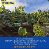 ぶどう 【ﾌﾙｰﾂﾌｧｰﾑいしくら】 葡萄 クイーンニーナ 4～6房 2.8kg 高糖度 山梨県笛吹市 《8月17日頃～8月下旬より出荷》