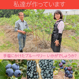 ブルーベリー 【三春インターブルーベリー園】 冷凍ブルーベリー 中粒以上 1kg 国産 福島県 三春町 冷凍 フルーツ 果物《7/中旬より出荷》