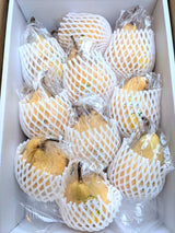 洋梨 【佐藤果樹園】 洋なし ル・レクチェ 2kg 5～7玉 訳あり ご家庭用 新潟県 ルレクチェ 《11/下旬～12/上旬より出荷》