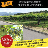 梨 【羽田梨園】 萱場の梨 5kg Lサイズ以上 10～14玉 贈答用 福島県 福島市《8/下旬〜9/上旬より出荷》