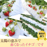 いちご 【アグリハウス秋山】 とちおとめ 250g×4パック 翌日配達の地域(北海道・中国・四国・九州・沖縄以外）限定　福島県須賀川 苺 イチゴ 《12/中旬より出荷》