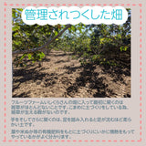 柿 甘柿 【フルーツファームいしくら】 高級 希少 太雅 たいが  広瀬の柿 化粧箱3kg ３L以上 8～9個 贈答用 プレゼント 山梨県笛吹市 種なし かき《11/中旬の出荷》