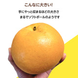 梨 【乙連沢梨園】大きい にっこり 中サイズ 2.4kg (800g×3個) 贈答用 栃木県 《10/中旬～10/下旬より出荷》