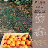 みかん 【みかん屋かみん】 10kg S~Mサイズ 約90~110玉 贈答用 静岡県浜松市 《11/上旬～中旬より出荷》