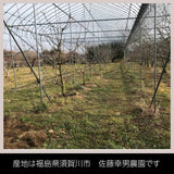 さくらんぼ 【佐藤幸男農園】 佐藤錦 2L 1kg 置き並べ 贈答用 プレゼント 福島県 《6/中旬～6/下旬の出荷》