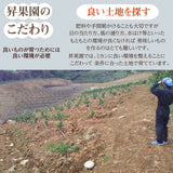 みかん 【昇果園】 青島みかん M~L 10kg 約80～100個 贈答用 静岡県 浜松市 蜜柑 ミカン 《1/中旬～1/下旬より出荷開始》