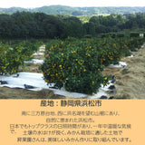 みかん 【昇果園】 青島みかん M~L 10kg 約80～100個 家庭用 静岡県 浜松市 蜜柑 ミカン 《1/中旬～1/下旬より出荷開始》