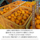 みかん 【昇果園】 サイズ不揃い 10kg 約80～120個 家庭用 無選別 静岡県 浜松市 蜜柑 ミカン 《11/上旬～11/中旬・12/中旬の出荷》
